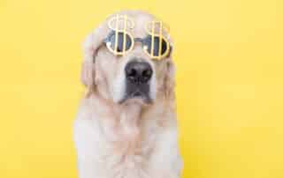 Dog with dollar signs being 'good' with money