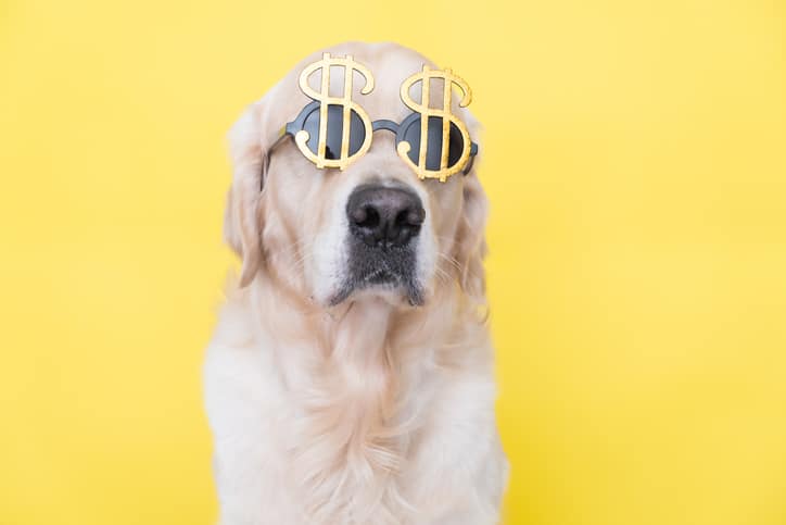 Dog with dollar signs being 'good' with money